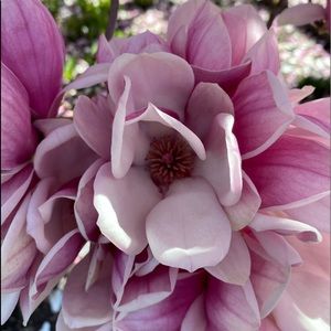 Meet your Posher, Betsy